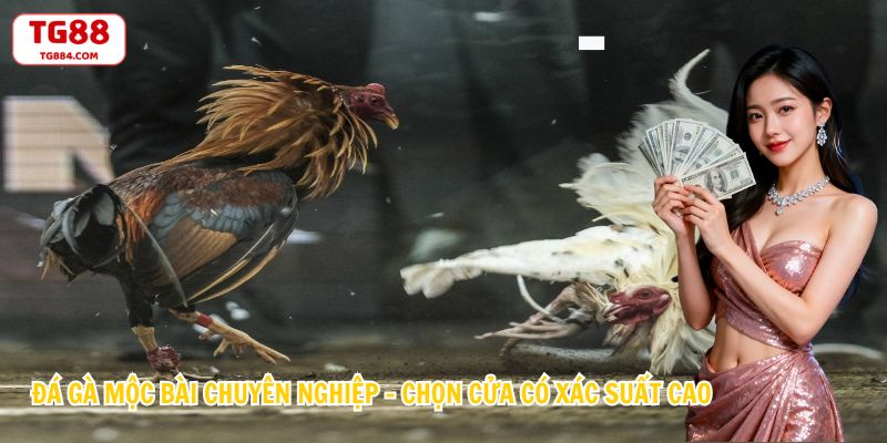 Đá Gà Mộc Bài Chuyên Nghiệp - Chọn Cửa Có Xác Suất Cao