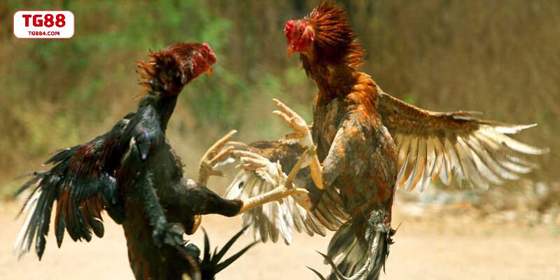 Lịch đá gà Thomo hôm nay diễn ra liên tục