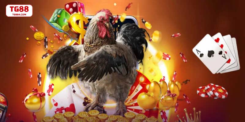 Xem đá gà hôm nay không giật, không gián đoạn